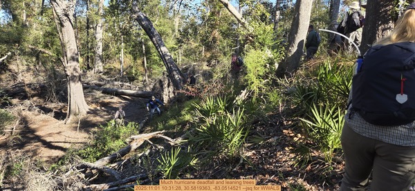 Much hurricane deadfall and leaning trees, 2025:11:01 10:31:28, 30.5819363, -83.0514521 --jsq for WWALS