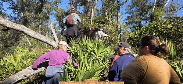 Along a log, 2025:11:01 10:58:31, 30.5828744, -83.0521265 --jsq for WWALS