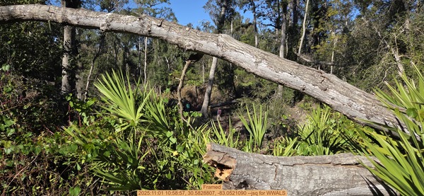 Framed, 2025:11:01 10:58:57, 30.5828807, -83.0521090 --jsq for WWALS