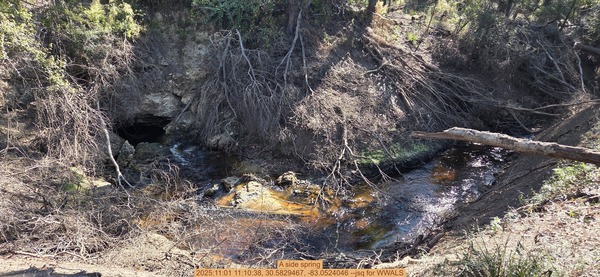 [A side spring, 2025:11:01 11:10:38, 30.5829467, -83.0524046 --jsq for WWALS]