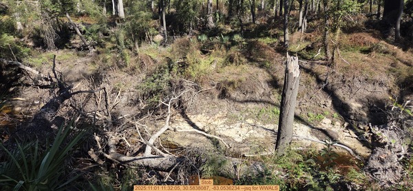 Stob, 2025:11:01 11:32:05, 30.5838087, -83.0536234 --jsq for WWALS