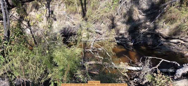 Dog fennel, 2025:11:01 11:47:58, 30.5838884, -83.0526727 --jsq for WWALS