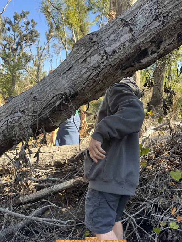 Under tree, 2025:11:01 11:44:06, 30.5837028, -83.0535583 --Dottie Price for WWALS