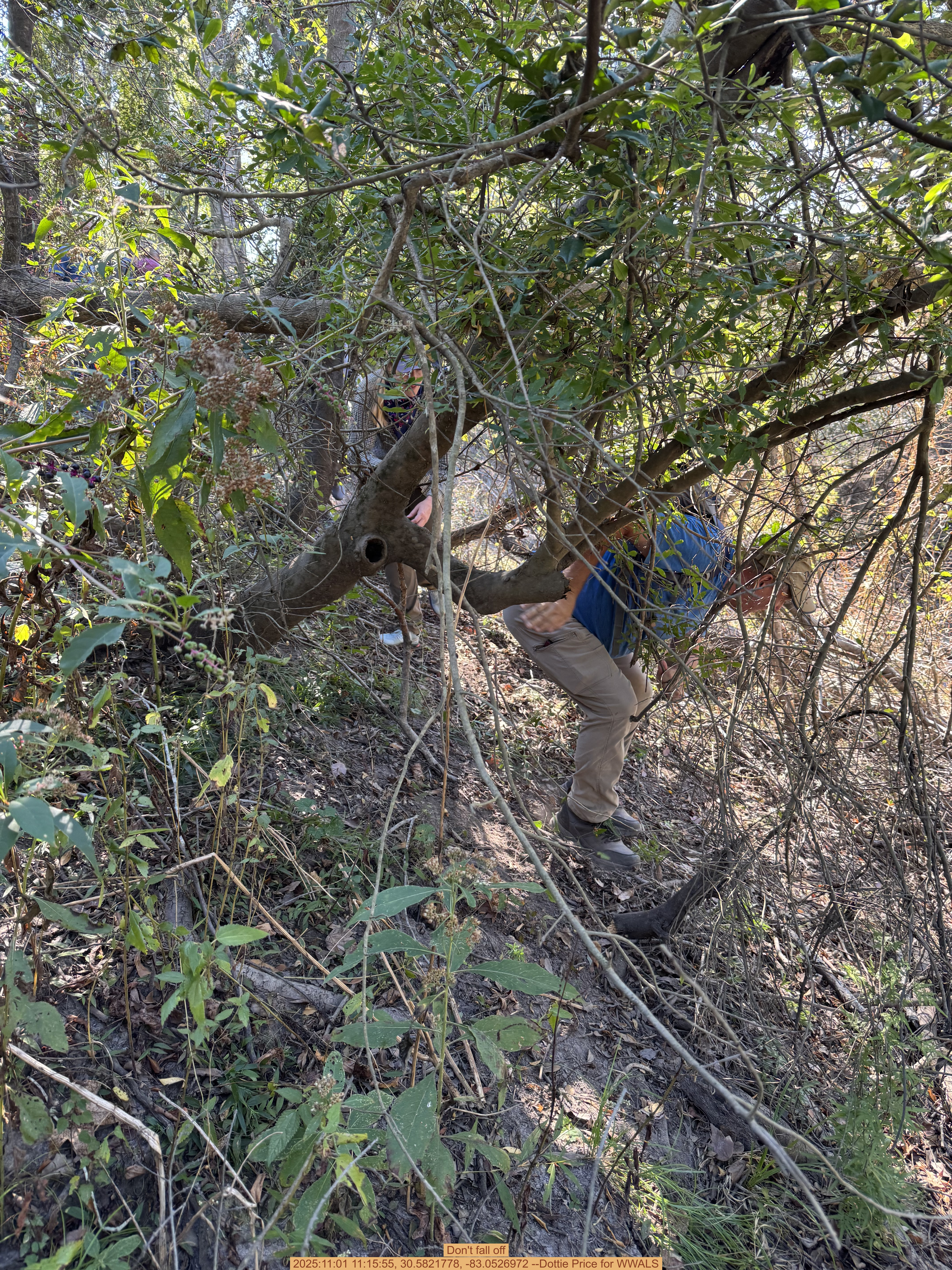 Don't fall off, 2025:11:01 11:15:55, 30.5821778, -83.0526972 --Dottie Price for WWALS