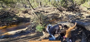 [Dottie returns, 2025:11:01 10:44:39, 30.5822846, -83.0516946 --jsq for WWALS]