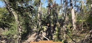 [Elizabeth climbed the bluff, 2025:11:01 10:50:53, 30.5823580, -83.0516776 --jsq for WWALS]