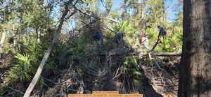 [A touch of underbrush, 2025:11:01 10:56:10, 30.5828125, -83.0520984 --jsq for WWALS]