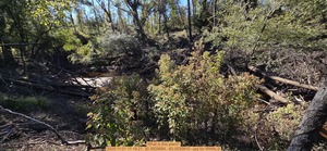 [What is this plant?, 2025:11:01 11:19:21, 30.5829684, -83.0530810 --jsq for WWALS]