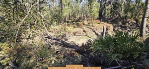 [Deadfalls and stobs, 2025:11:01 11:31:36, 30.5838087, -83.0536234 --jsq for WWALS]