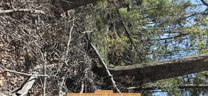 [Wooded slope, 2025:11:01 11:39:15, 30.5838017, -83.0532136 --jsq for WWALS]