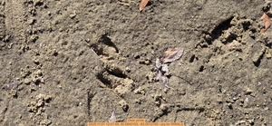 [Deer prints, 2025:11:01 12:07:48, 30.5840153, -83.0512750 --jsq for WWALS]