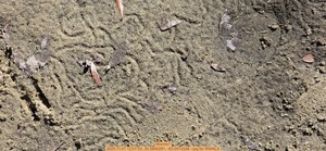 [Worms?, 2025:11:01 12:07:53, 30.5840291, -83.0513326 --jsq for WWALS]