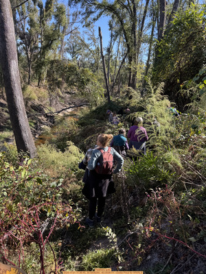 [Feathery gully, 2025:11:01 11:36:45, 30.5838250, -83.0536111 --Dottie Price for WWALS]