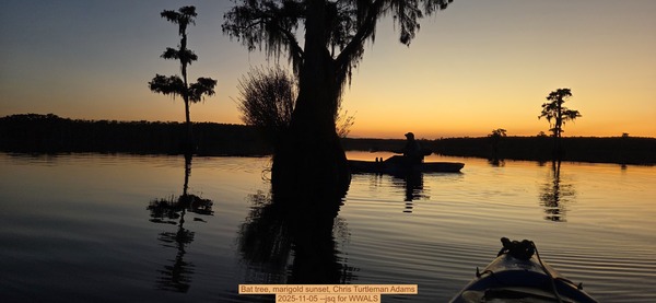 [Bat tree, marigold sunset, Chris Turtleman Adams, 2025-11-05 --jsq for WWALS]
