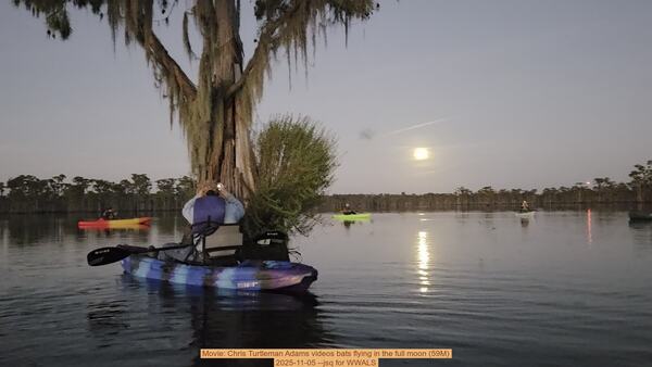 [Movie: Chris Turtleman Adams videos bats flying in the full moon (59M), 2025-11-05 --jsq for WWALS]