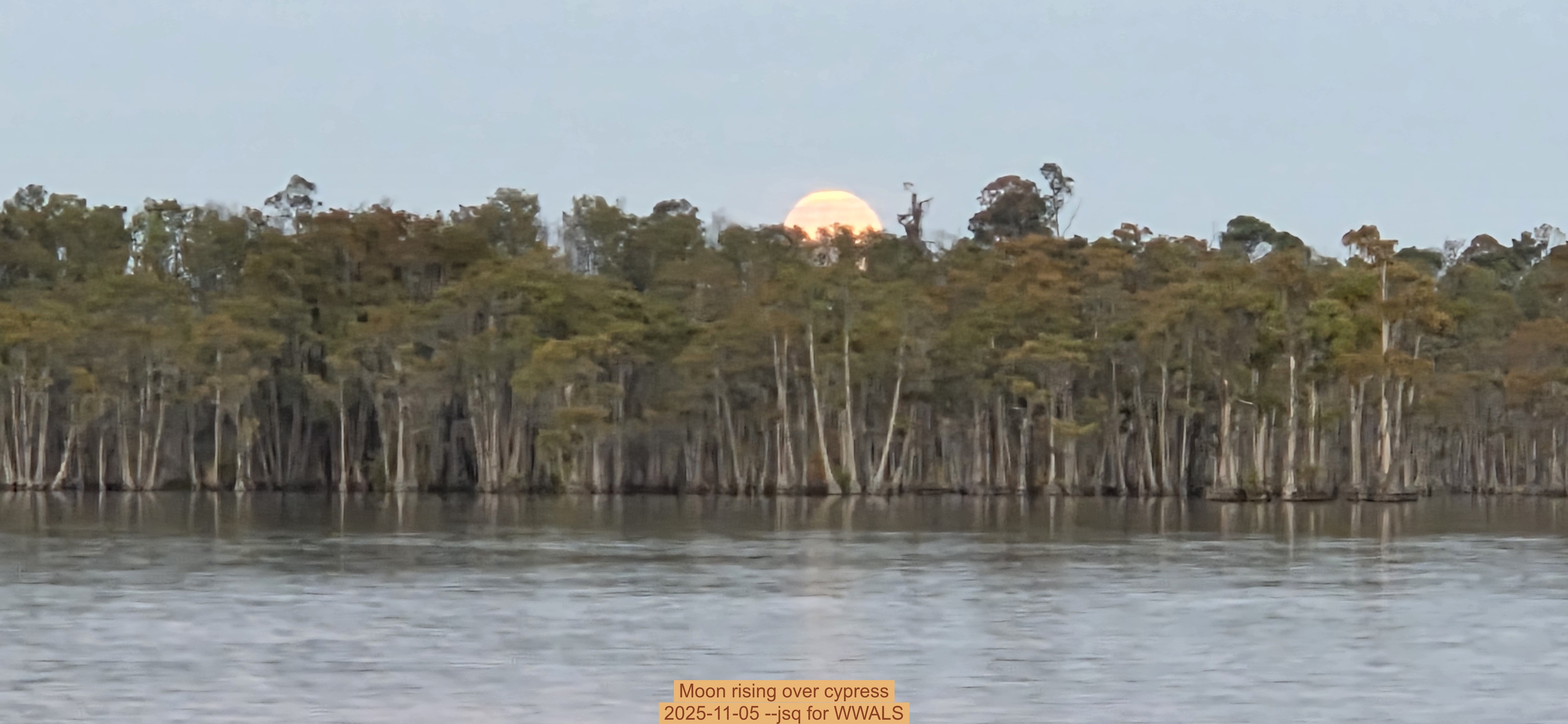 Moon rising over cypress, 2025-11-05 --jsq for WWALS