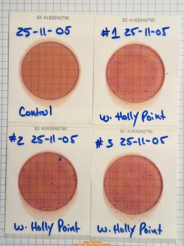 Plates, Holly Point 2025-11-05 --Russ Tatum for WWALS