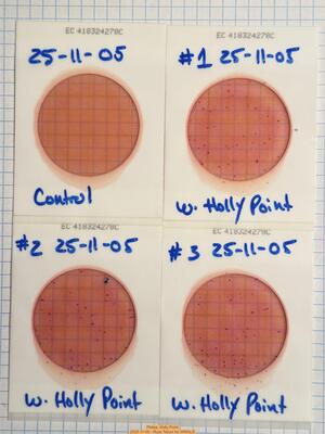 [Plates, Holly Point 2025-11-05 --Russ Tatum for WWALS]