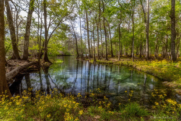 [Sawdust Springs --Alison Blakeslee]