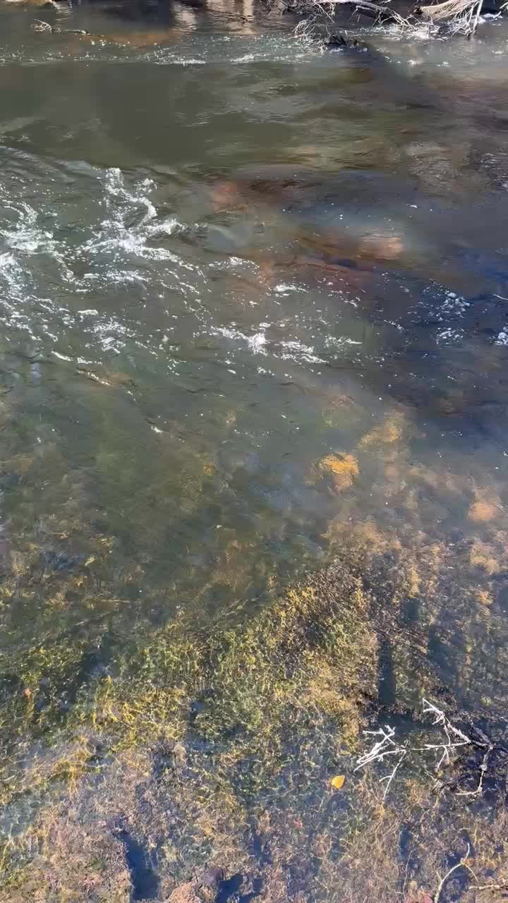 Movie: Alapaha River Rise, 2025-11-15 --Byron Herder (2.3M)