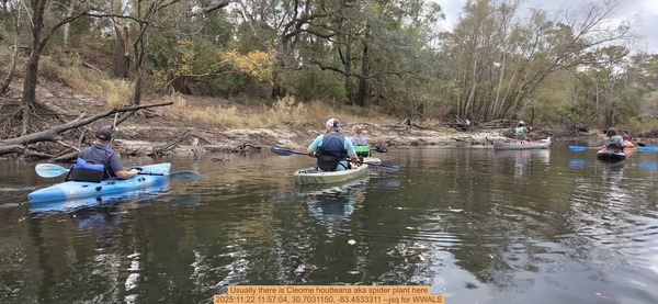 [Usually there is Cleome houtteana aka spider plant here, 2025:11:22 11:57:04, 30.7031150, -83.4533311 --jsq for WWALS]