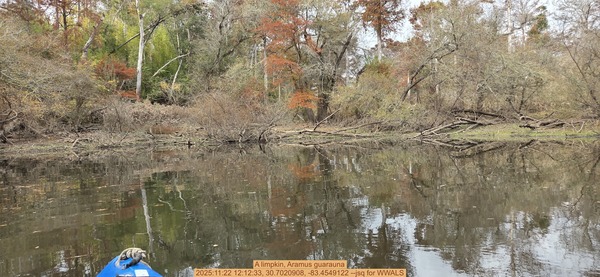 [A limpkin, Aramus guarauna, 2025:11:22 12:12:33, 30.7020908, -83.4549122 --jsq for WWALS]