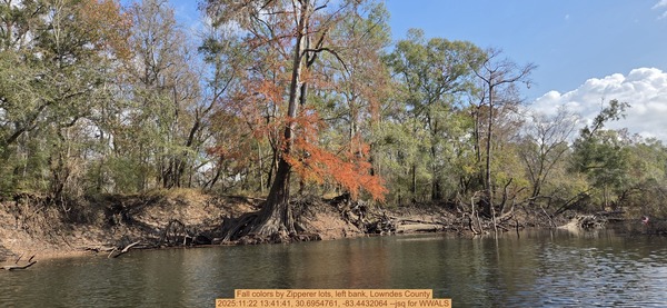 [Fall colors by Zipperer lots, left bank, Lowndes County, 2025:11:22 13:41:41, 30.6954761, -83.4432064 --jsq for WWALS]