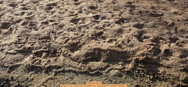 [Wildlife tracks, 2025:11:22 15:04:26, 30.6869124, -83.4220741 --jsq for WWALS]