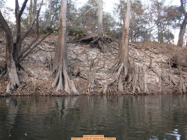 More roots and bluff, 2025:11:22 15:59:18 --Scotti Jay for WWALS