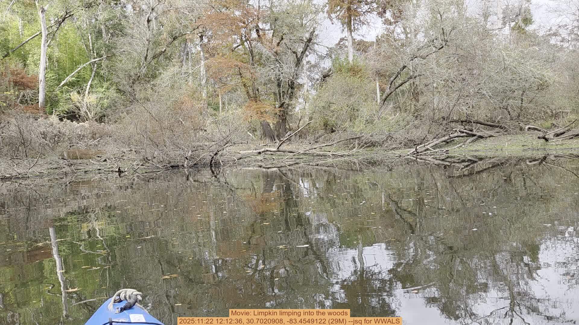 Movie: Limpkin limping into the woods, 2025:11:22 12:12:36, 30.7020908, -83.4549122 (29M) --jsq for WWALS