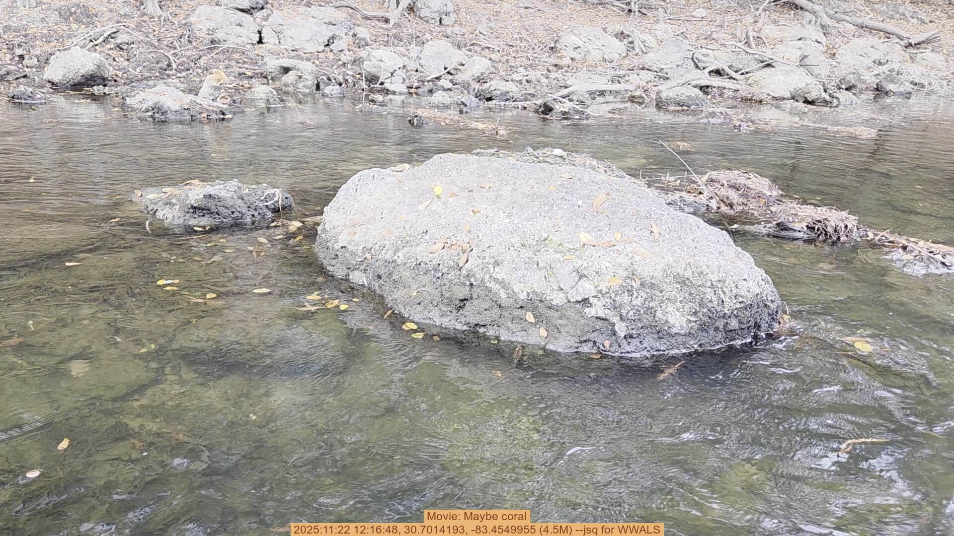 Movie: Maybe coral, 2025:11:22 12:16:48, 30.7014193, -83.4549955 (4.5M) --jsq for WWALS