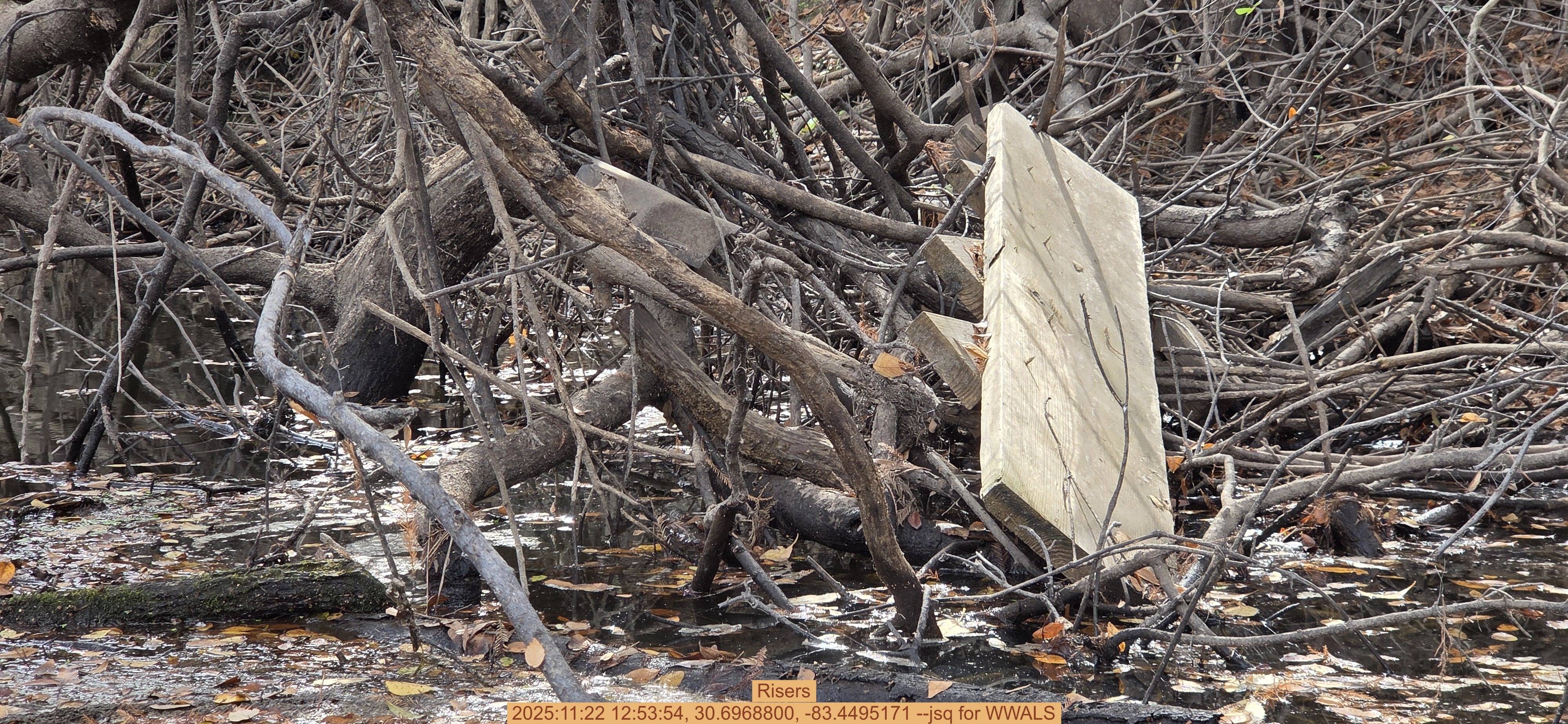 Risers, 2025:11:22 12:53:54, 30.6968800, -83.4495171 --jsq for WWALS