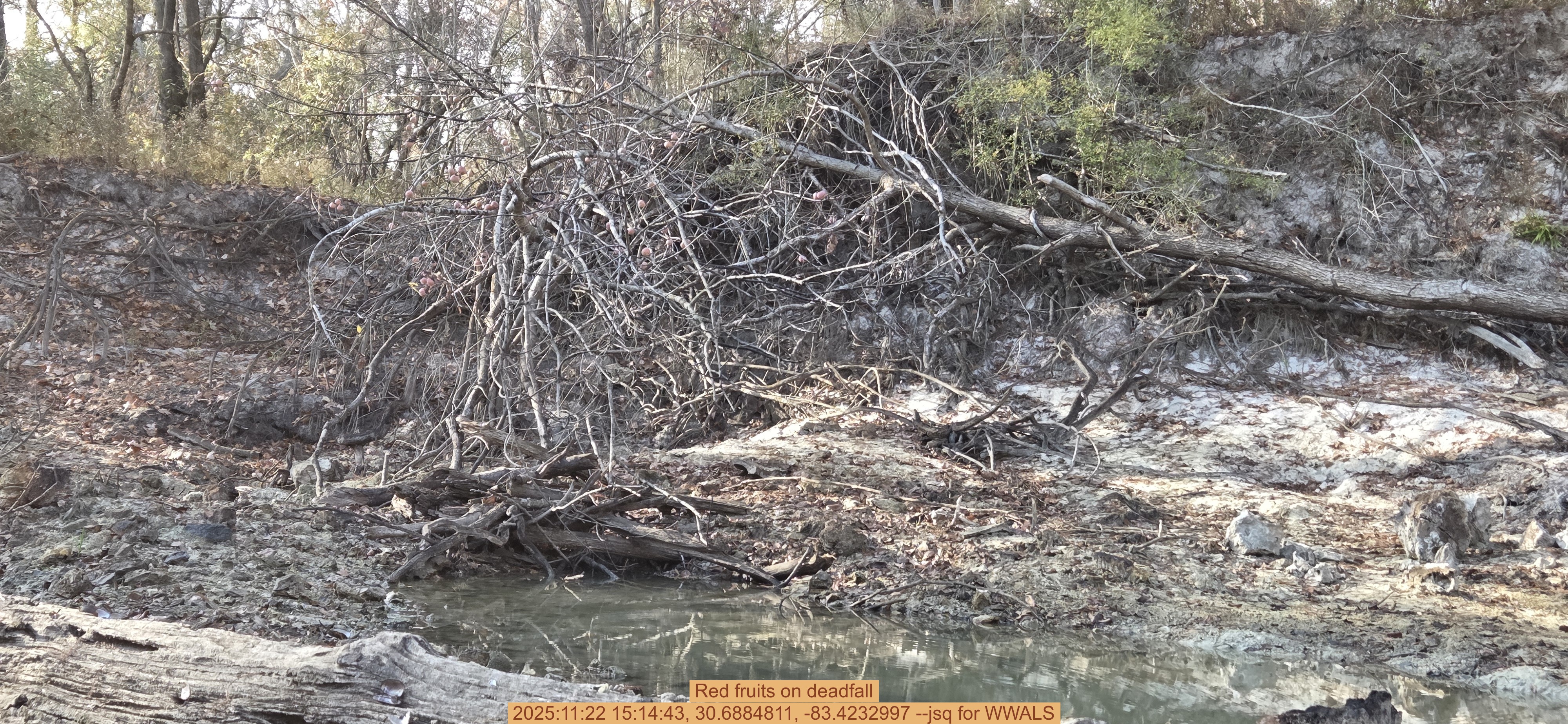 Red fruits on deadfall, 2025:11:22 15:14:43, 30.6884811, -83.4232997 --jsq for WWALS