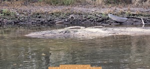 [Closeup tire embedded on right bank, 2025:11:22 12:50:28, 30.6973344, -83.4495595 --jsq for WWALS]