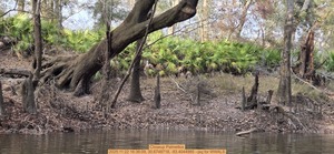 [Closeup Palmettos, 2025:11:22 16:36:09, 30.6748718, -83.4044985 --jsq for WWALS]