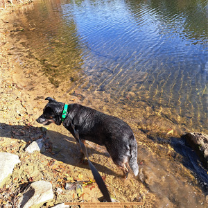 [State Line Boat Ramp other, Withlacoochee River @ Madison Highway 2025-11-21 --Suzy Hall for WWALS]