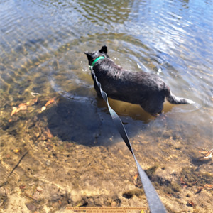 [State Line Boat Ramp other, Withlacoochee River @ Madison Highway 2025-11-21 --Suzy Hall for WWALS]