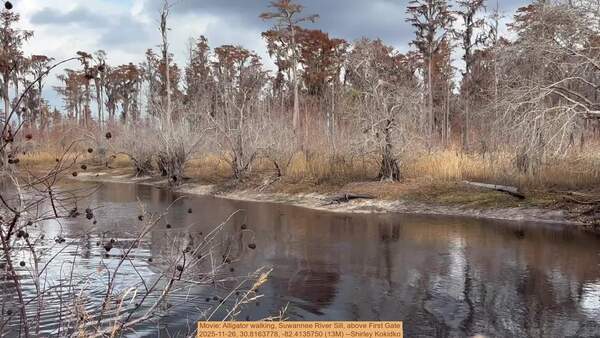 Movie: Alligator walking, Suwannee River Sill, above First Gate, 2025-11-26, 30.8163778, -82.4135750 (13M) --Shirley Kokidko