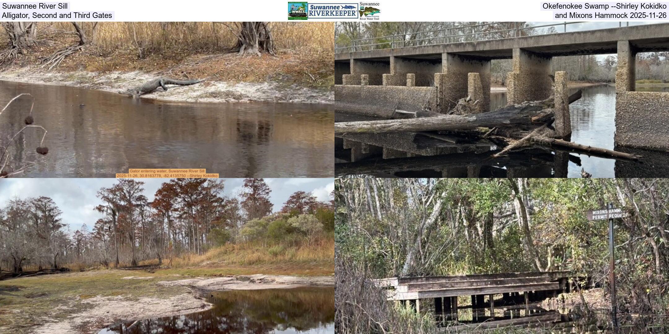 Suwannee River Sill, Okefenokee Swamp --Shirley Kokidko, Alligator, Second and Third Gates, and Mixons Hammock 2025-11-26