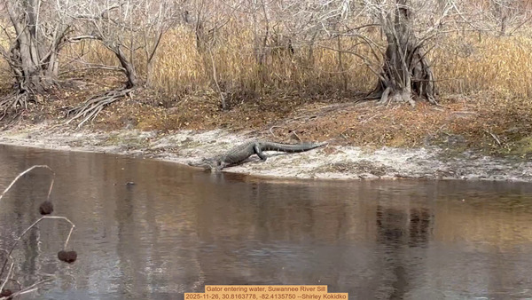 Gator entering water, Suwannee River Sill, 2025-11-26, 30.8163778, -82.4135750 --Shirley Kokidko
