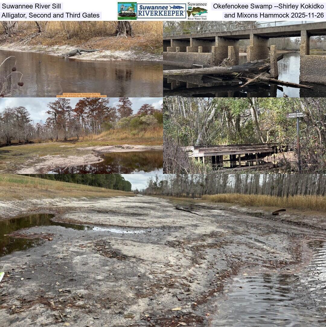 Suwannee River Sill, Okefenokee Swamp --Shirley Kokidko, Alligator, Second and Third Gates, and Mixons Hammock 2025-11-26