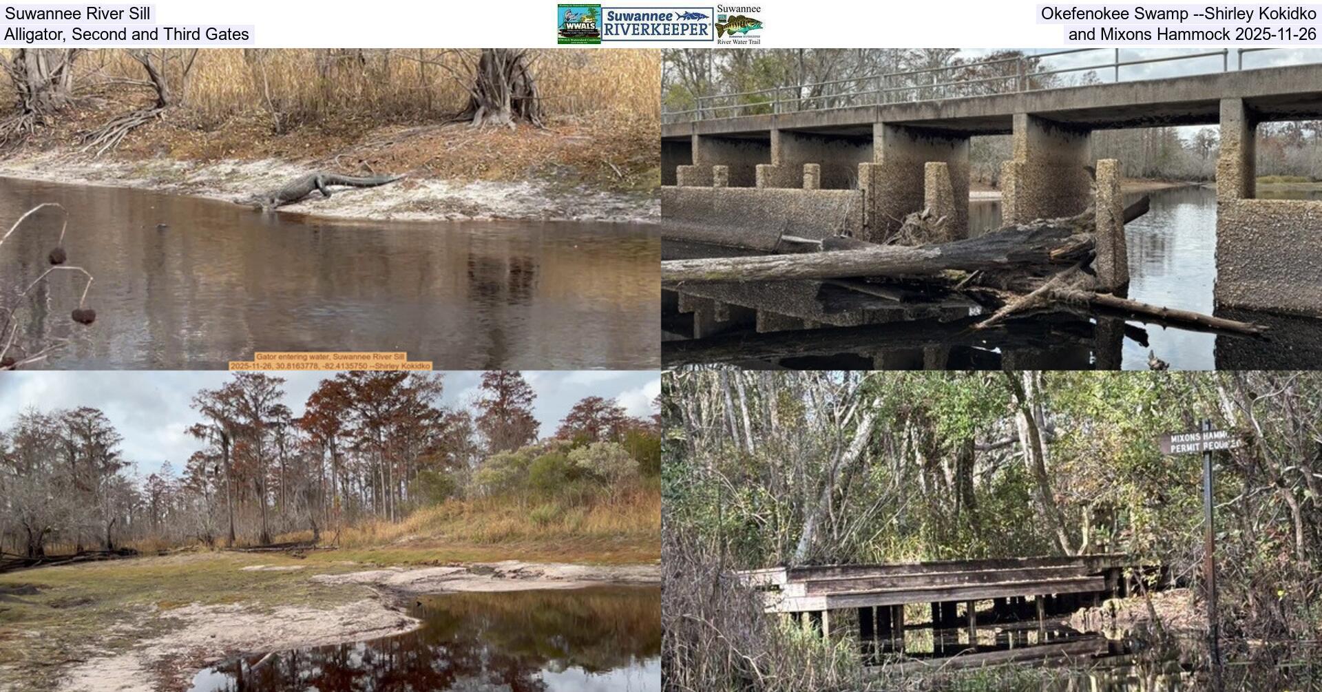 [Suwannee River Sill, Okefenokee Swamp --Shirley Kokidko, Alligator, Second and Third Gates, and Mixons Hammock 2025-11-26]