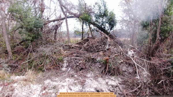 [Roots in front of horse pasture, Sugar Creek, Valdosta, GA, 2025:12:04 09:53:42, 30.8624389, -83.3184861 --Juston Stone]
