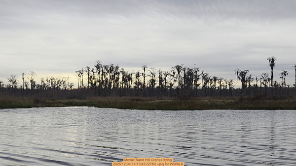 [Movie: Sand Hill Cranes flying, 2025:12:04 14:13:43 (27M) --jsq for WWALS]