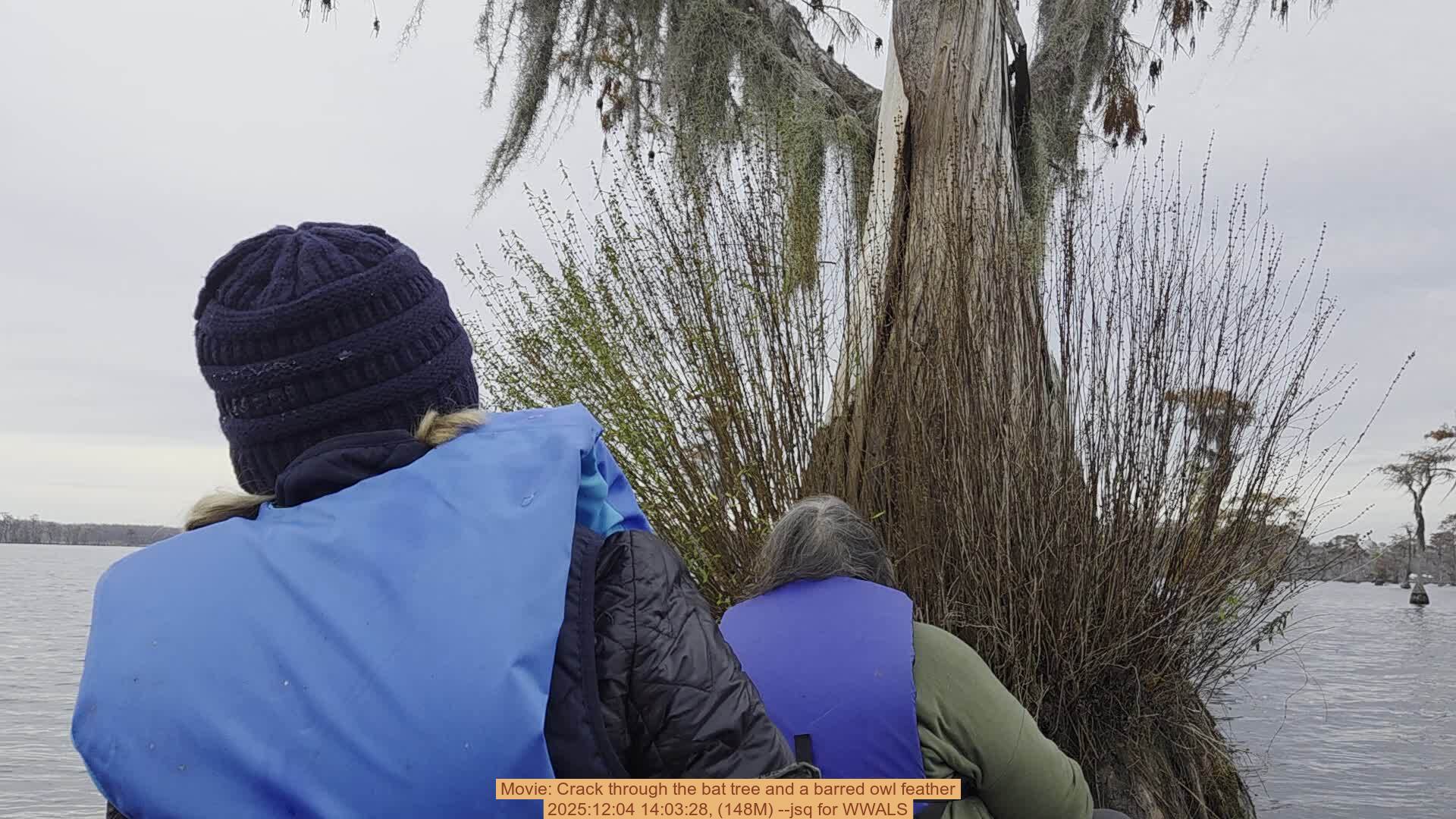 Movie: Crack through the bat tree and a barred owl feather, 2025:12:04 14:03:28, (148M) --jsq for WWALS