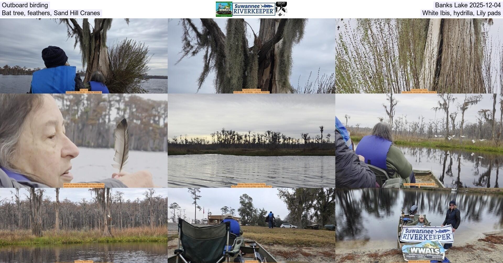 [Outboard birding, Banks Lake 2025-12-04, Bat tree, feathers, Sand Hill Cranes, White Ibis, hydrilla, Lily pads]