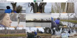 [Outboard birding, Banks Lake 2025-12-04, Bat tree, feathers, Sand Hill Cranes, White Ibis, hydrilla, Lily pads]