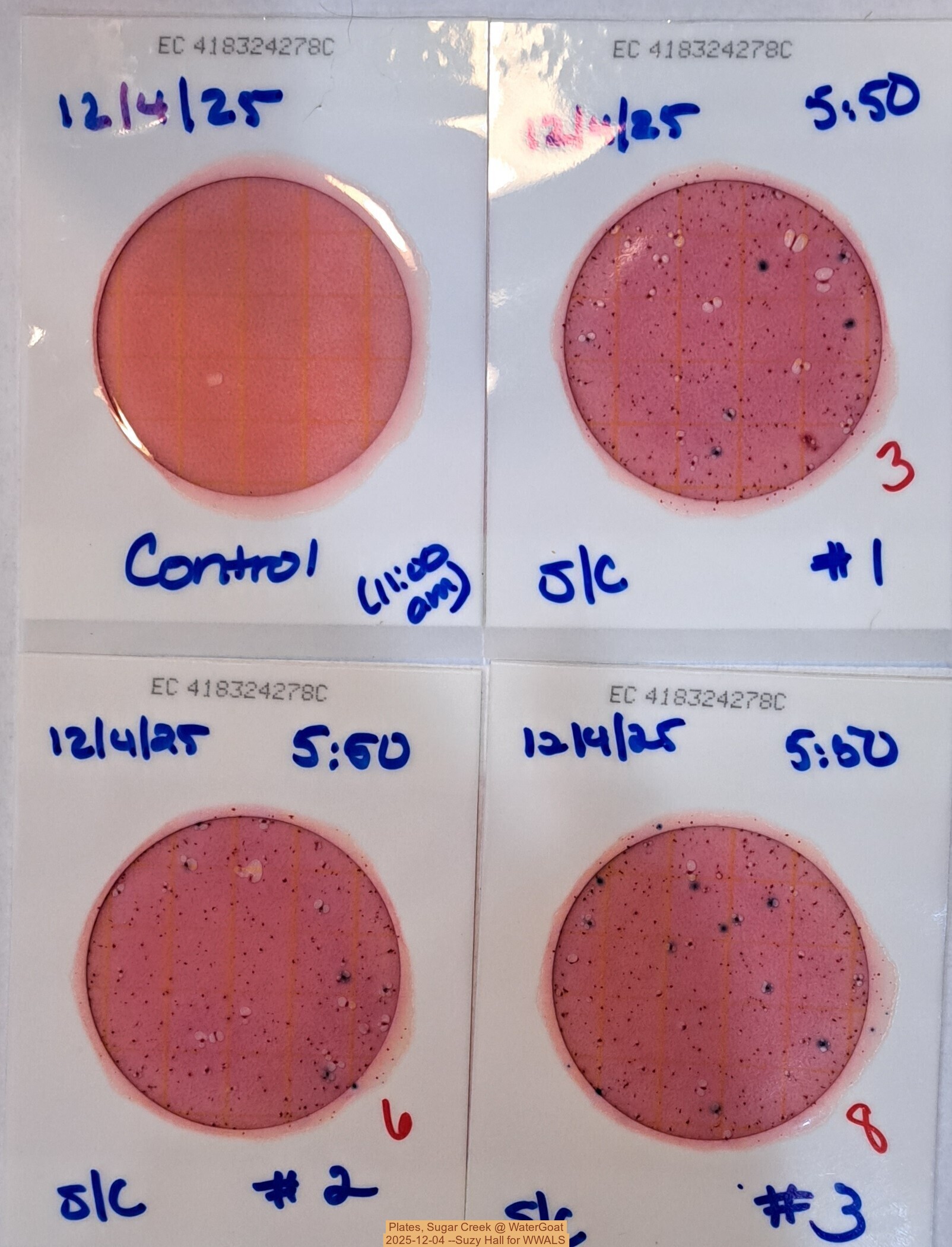 Plates, Sugar Creek @ WaterGoat 2025-12-04 --Suzy Hall for WWALS