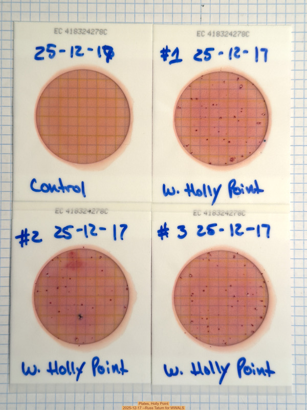 Plates, Holly Point 2025-12-17 --Russ Tatum for WWALS