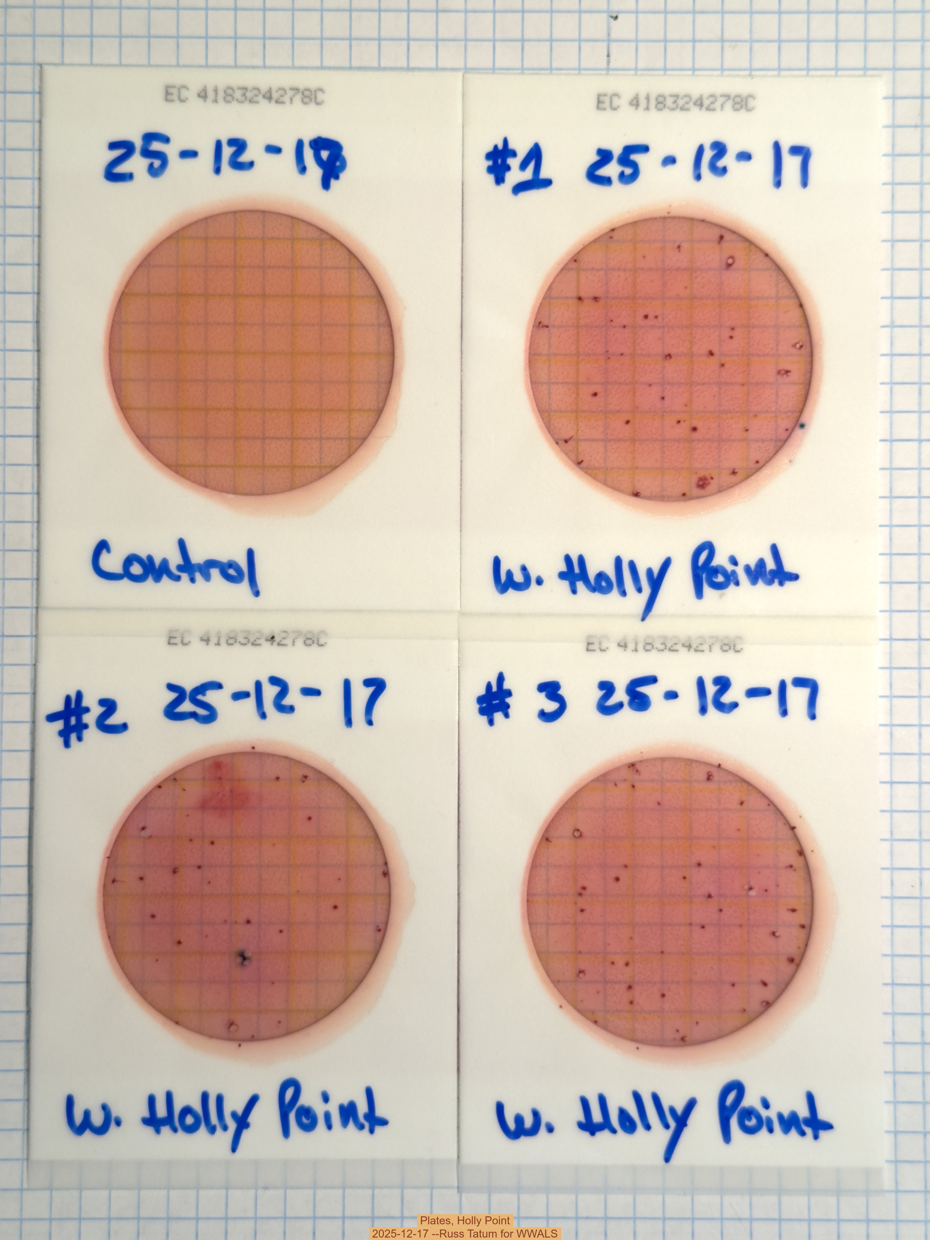 Plates, Holly Point 2025-12-17 --Russ Tatum for WWALS